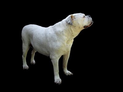 Pet black background guard dog