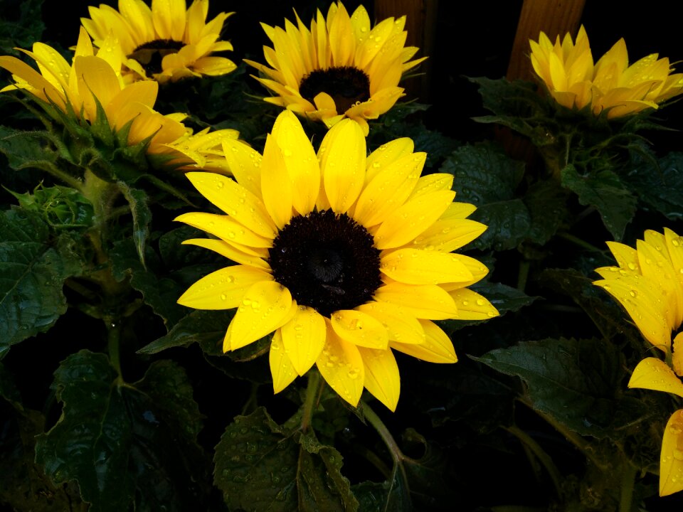 Flora flowers leaves
