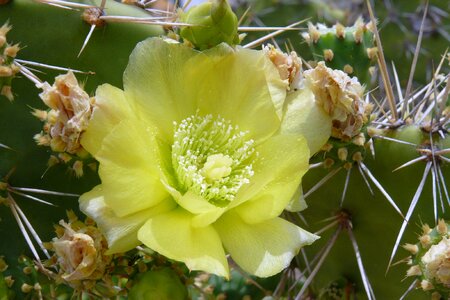 Flowers yellow blossom