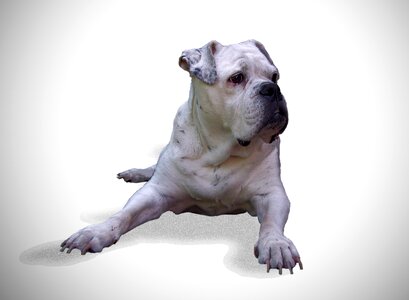 Pet white background guard dog