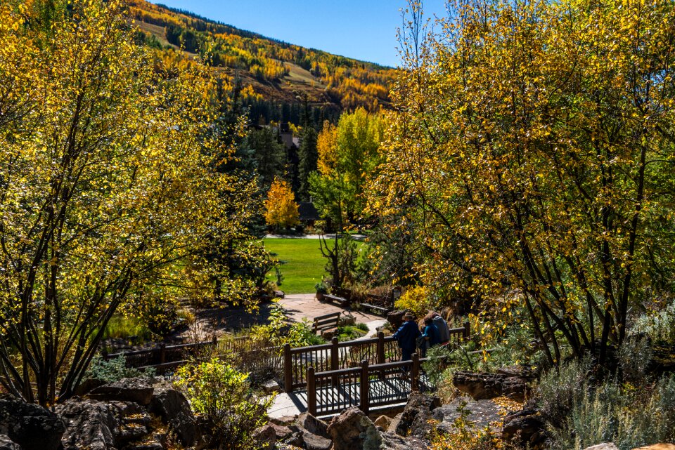 Path foliage trees photo