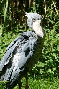 Black zoo feather photo