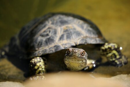 Macro reptile turtle photo