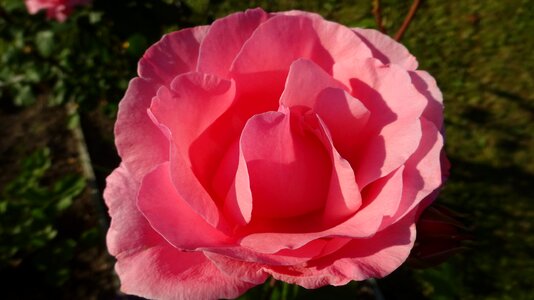 Rose bloom rose blooms blossom