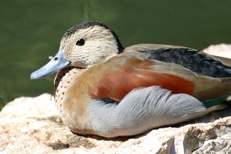 Waterfowl duck bird plumage
