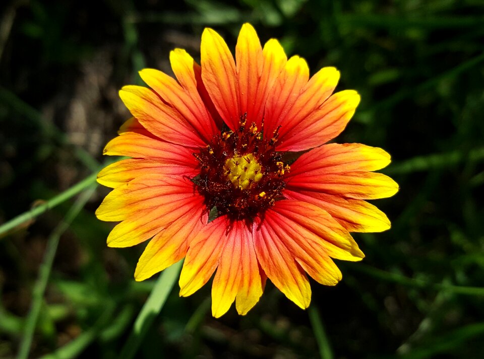Wildflowers plant blossom