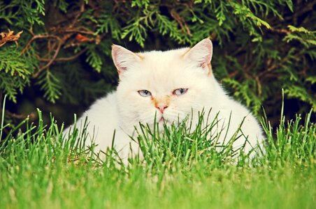 Pet domestic cat white cat photo