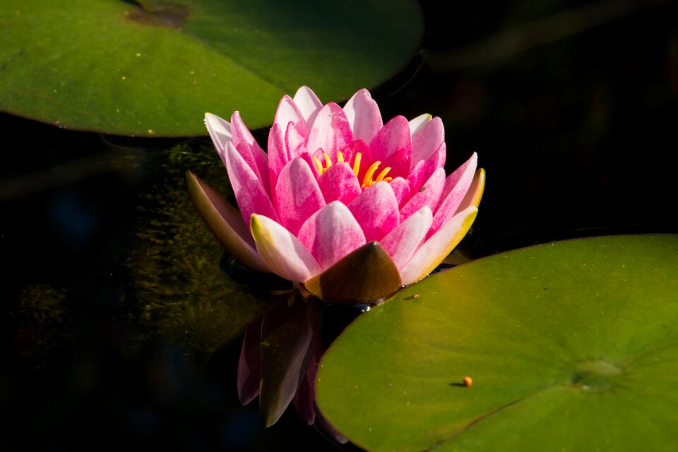 Bloom pond aquatic plant