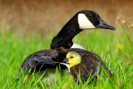 Cute duckling mother photo