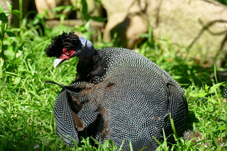 Zoo feather creature