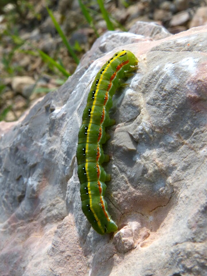 Colorful worm green caterpillar