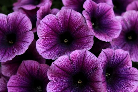 Flower garden petunia close up