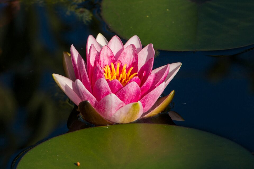Bloom pond aquatic plant