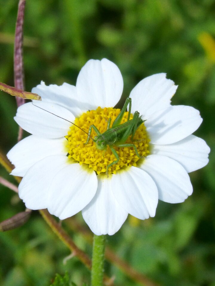 Wild flower orthopteron lobster