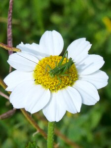 Wild flower orthopteron lobster