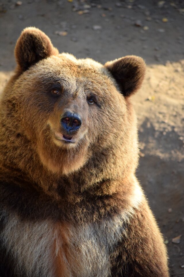 Ursus teddy fur