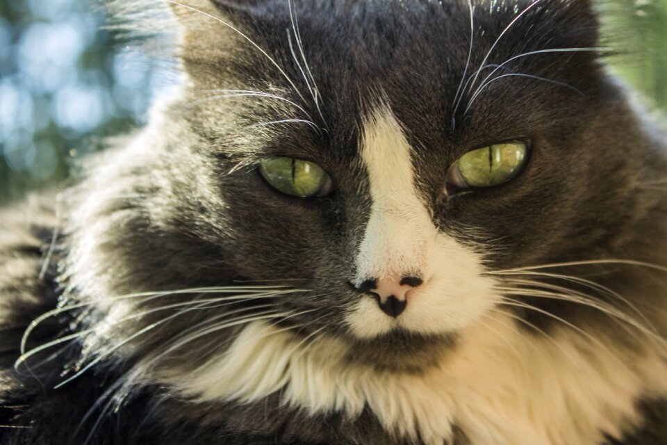 Cat close-up view meow