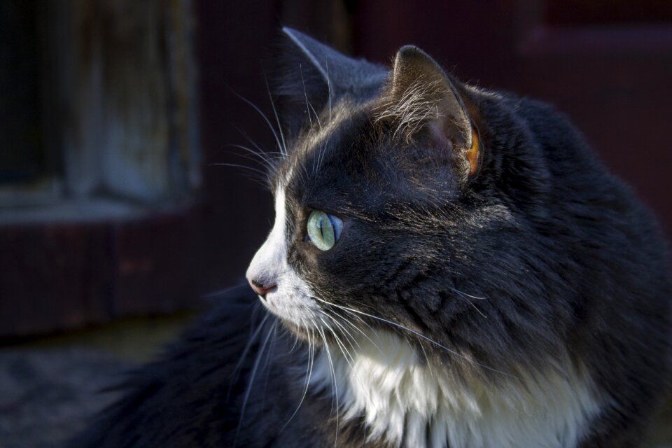 Cat cat close-up meow