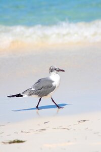 Beach nature waddling