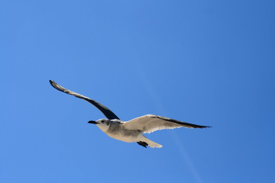 Gaviota ocean birds flying
