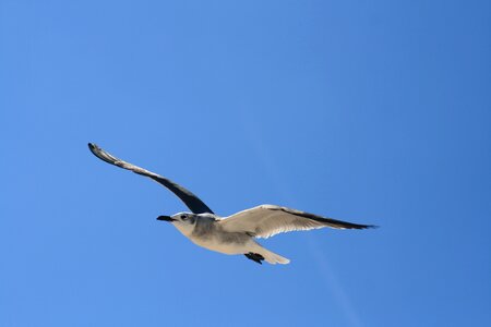 Gaviota ocean birds flying photo