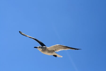 Gaviota ocean birds flying