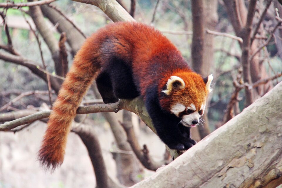 Black and white adorable national animal