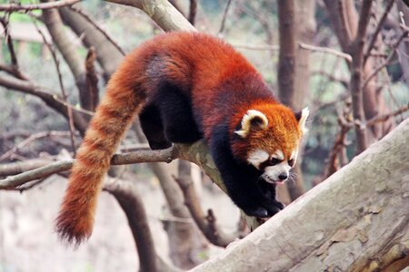 Black and white adorable national animal