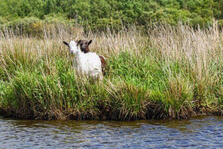Marsh water grass