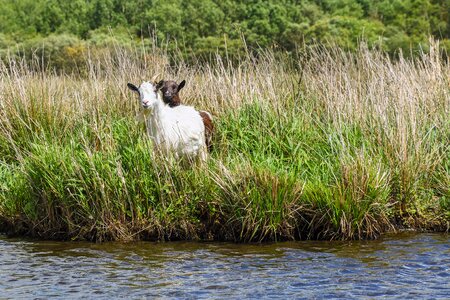 Marsh water grass photo