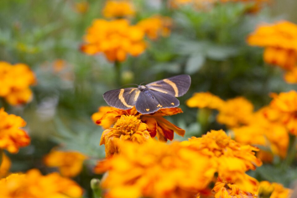 Blur orange flower