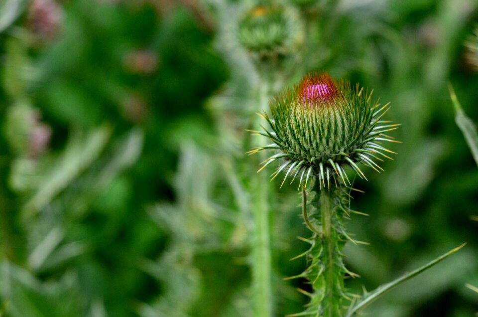 Plants macro plant