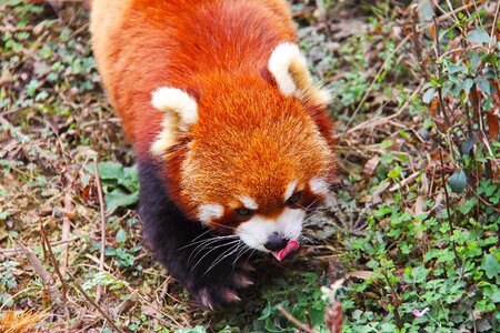 Black and white adorable national animal