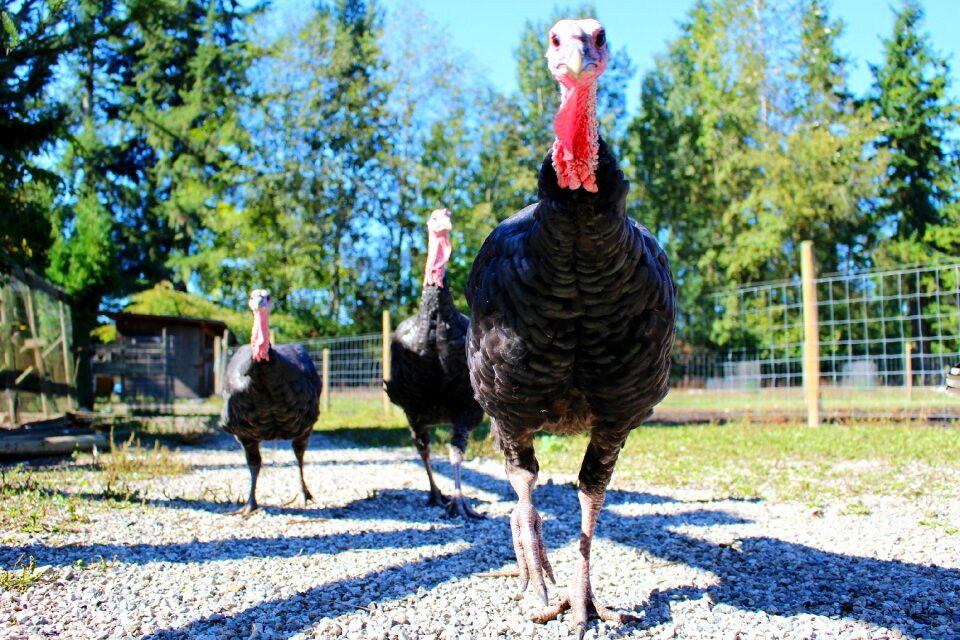 Feather poultry thanksgiving