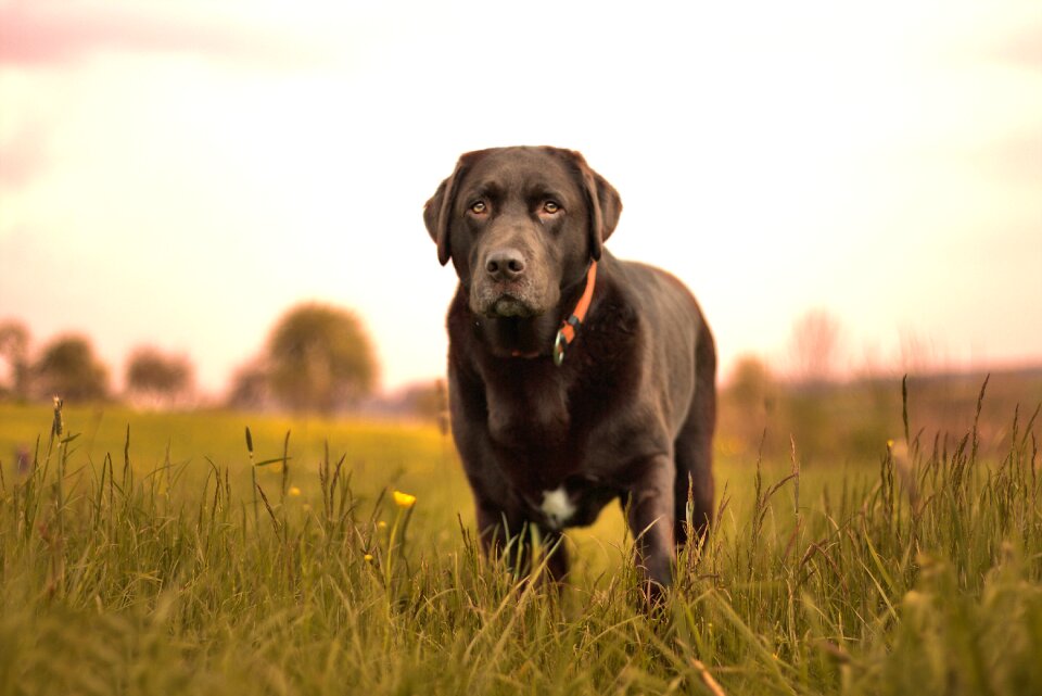 Dog nature Free photos