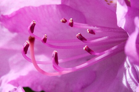 Bloom genus heather green