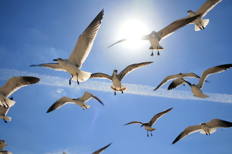 Birds flying nature freedom