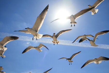 Birds flying nature freedom photo