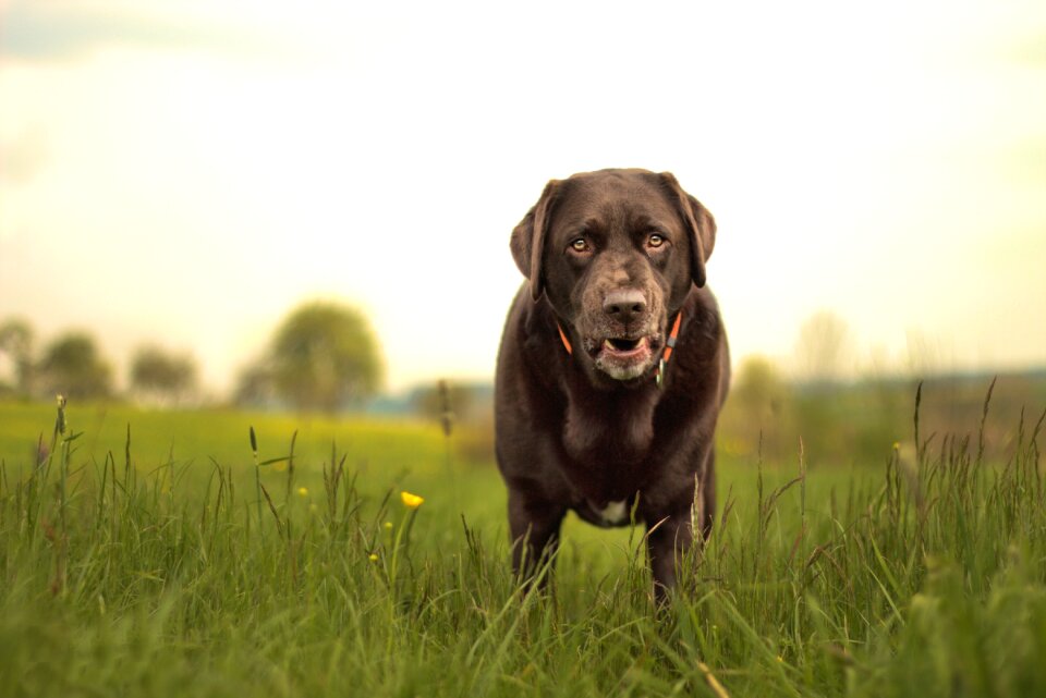 Dog labrador animal