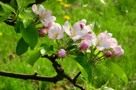 Blooming tree fruit tree