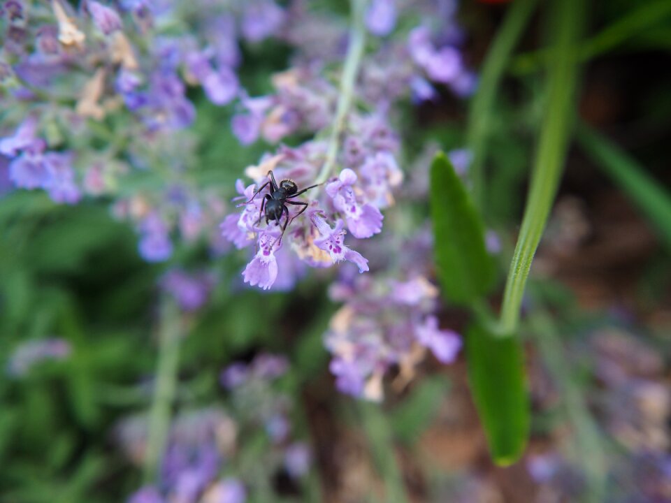 Nature garden insect