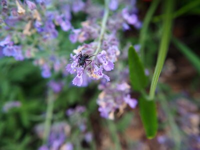 Nature garden insect