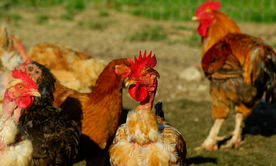 Cock poultry low court