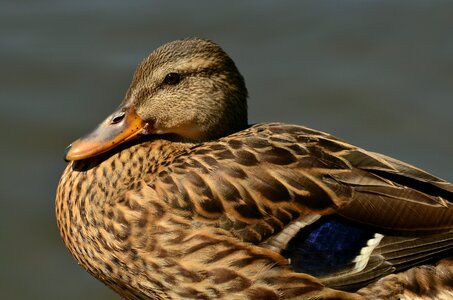 Anas platyrhynchos water bird duck bird photo