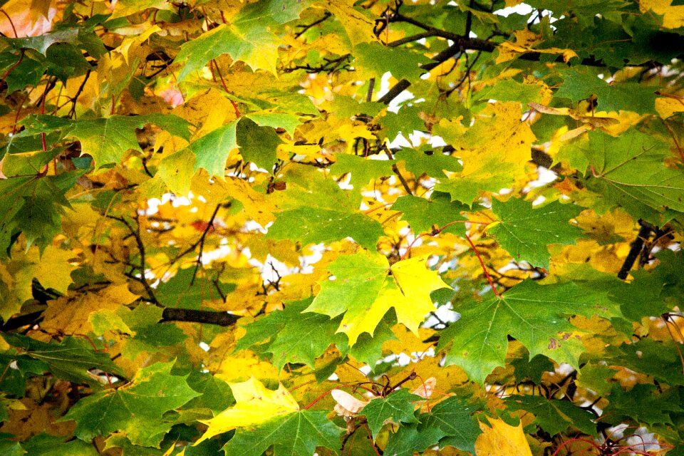 Yellow autumn season