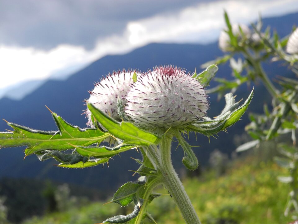 White prickly summer