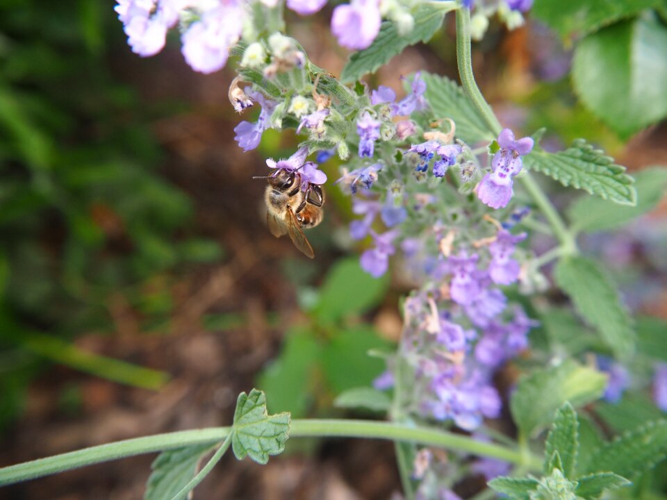 Nature pollination plant