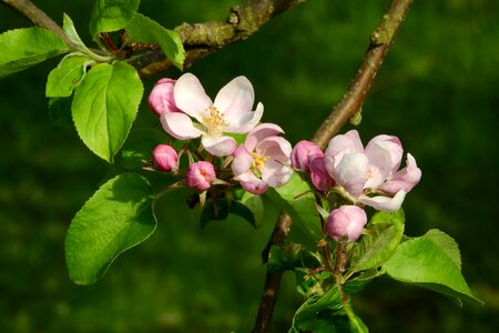 Blooming tree fruit tree