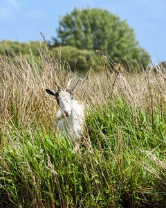 Biquette marsh nature photo