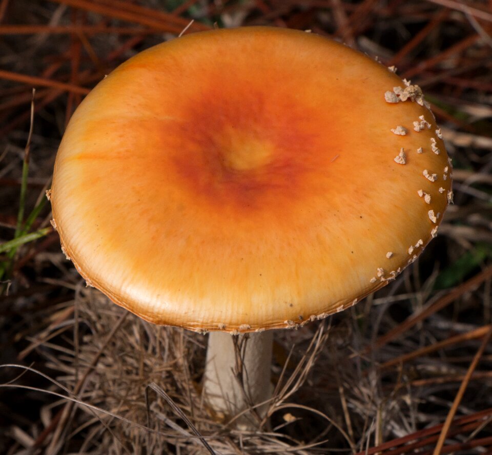 Toadstool cap fungus